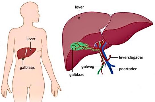 Dit doen uw lever en gal